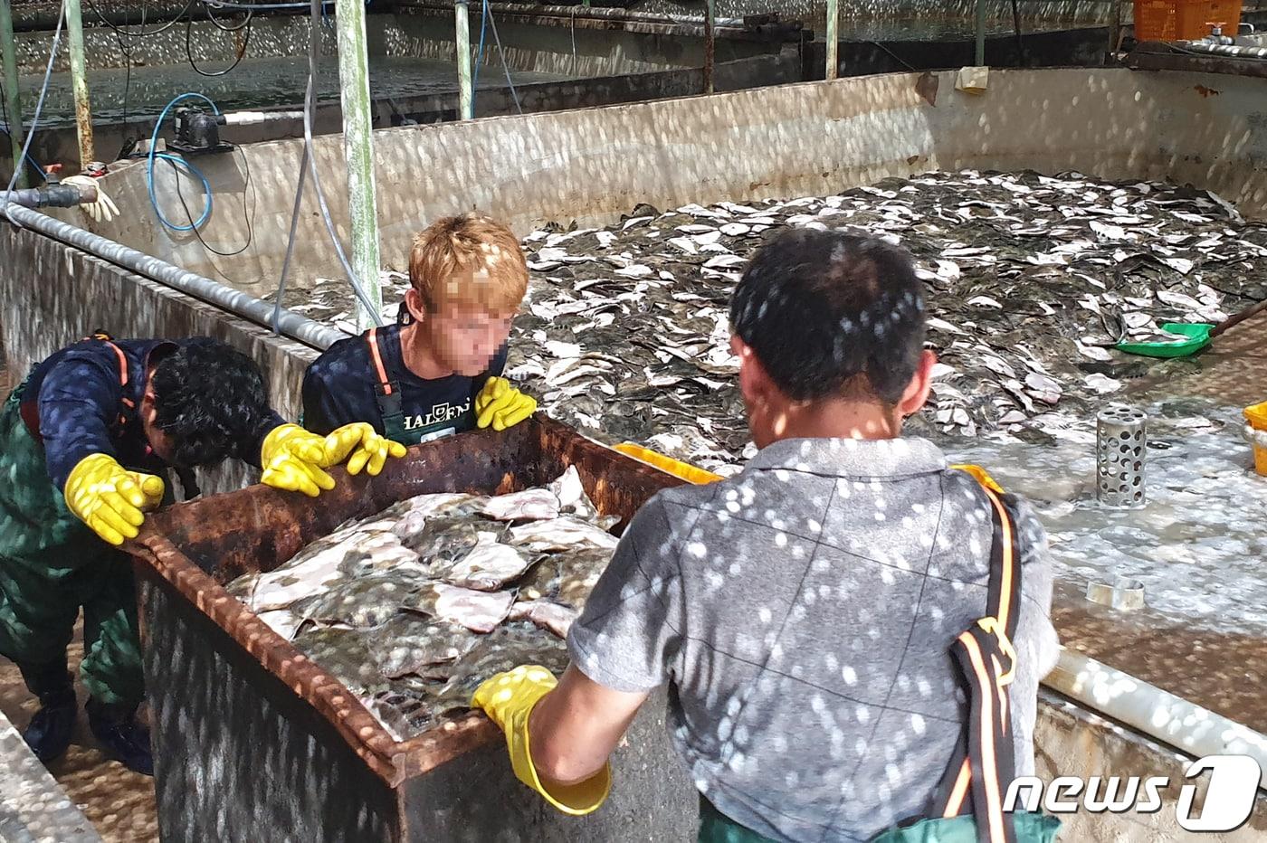 본문 이미지 - 16일 오전 경북 포항시 남구 대보면에 있는 Y육상 양식장에서 고수온 피해가 발생 넙강도다리 수만여 마리가 폐사했다. 양식장 근로자들이 페사한 강도다리를 정리하고 있다. 2019.8.16/뉴스1 ⓒ News1 최창호 기자