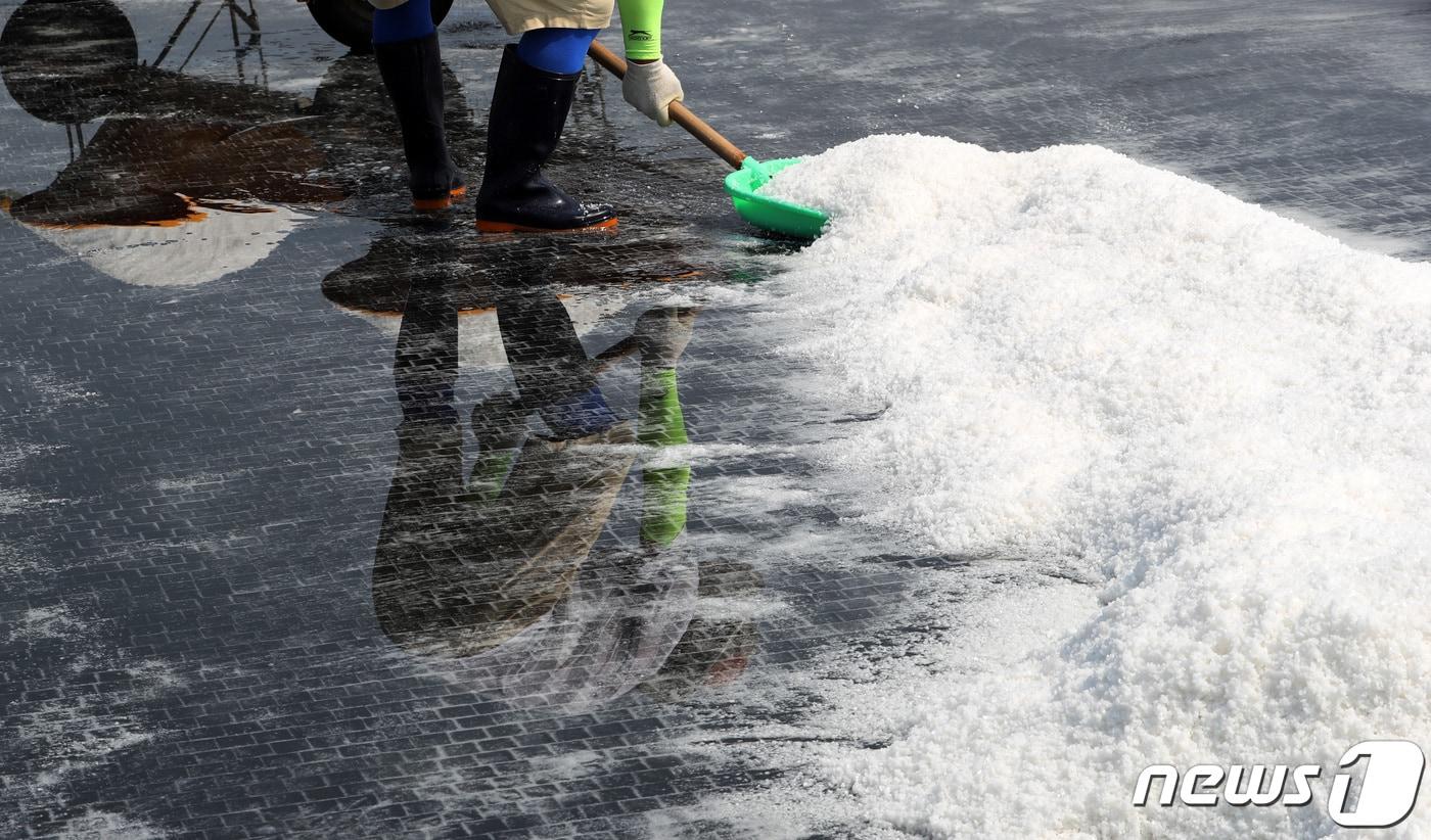 본문 이미지 - 염부가 소금을 수확하고 있다. 기사 내용과 관련 없음. 2019.8.19 ⓒ 뉴스1 조태형 기자