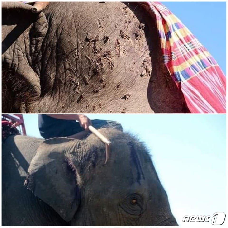 본문 이미지 - 사진 아방다발릭(abang da balik) 트위터 캡처 /ⓒ 뉴스1