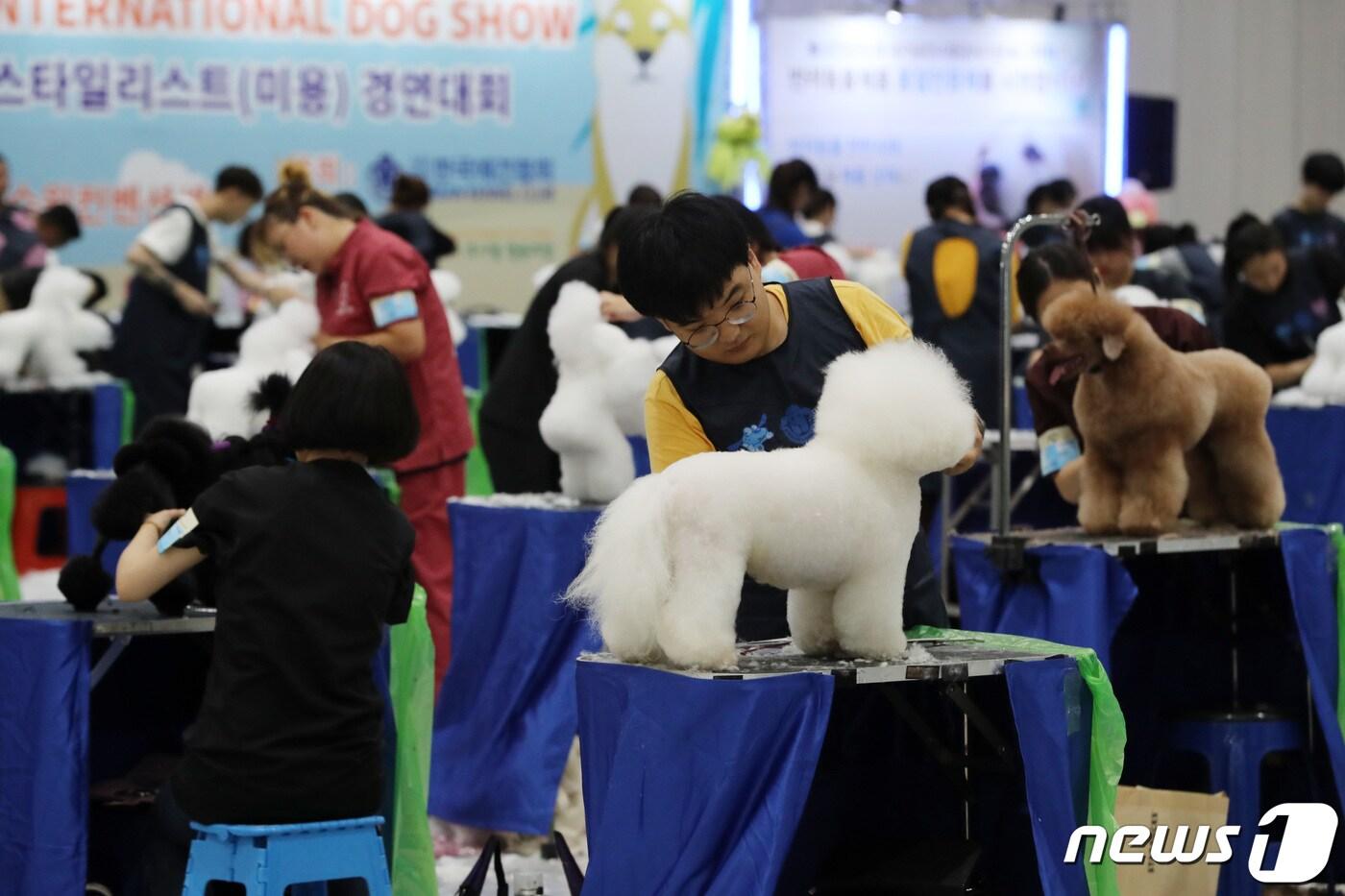 2019 프리미엄 펫쇼 중 반려견 스타일리스트 경연대회 참가자들이 기량을 뽐내고 있다. 2019.8.2/뉴스1 ⓒ News1 조태형 기자