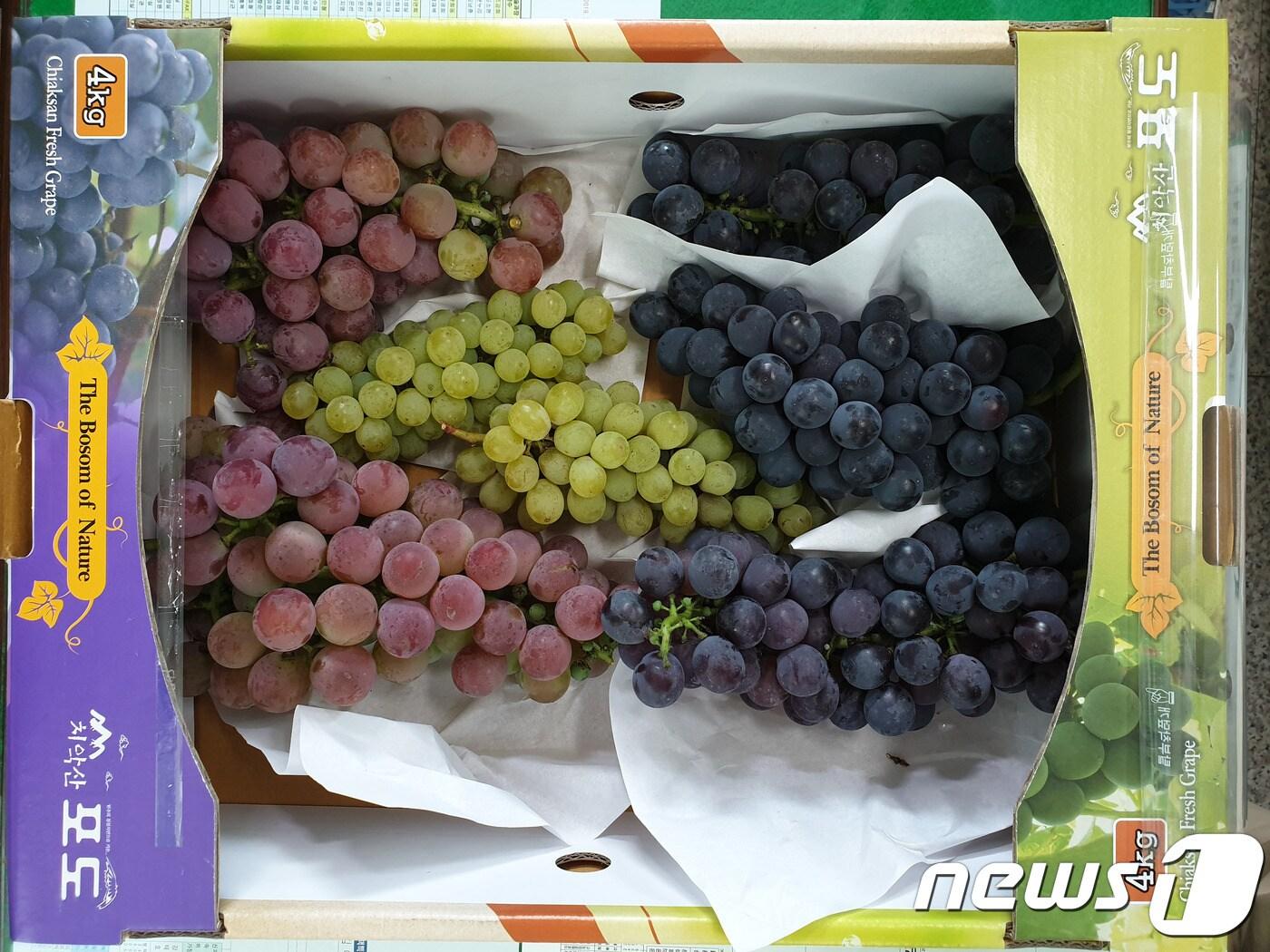 본문 이미지 - 강원 원주지역에서 이달 중순부터 출하 중인 씨 없는 삼색 포도(원주시 제공).2019.8.22/뉴스1 ⓒ 뉴스1 권혜민 기자