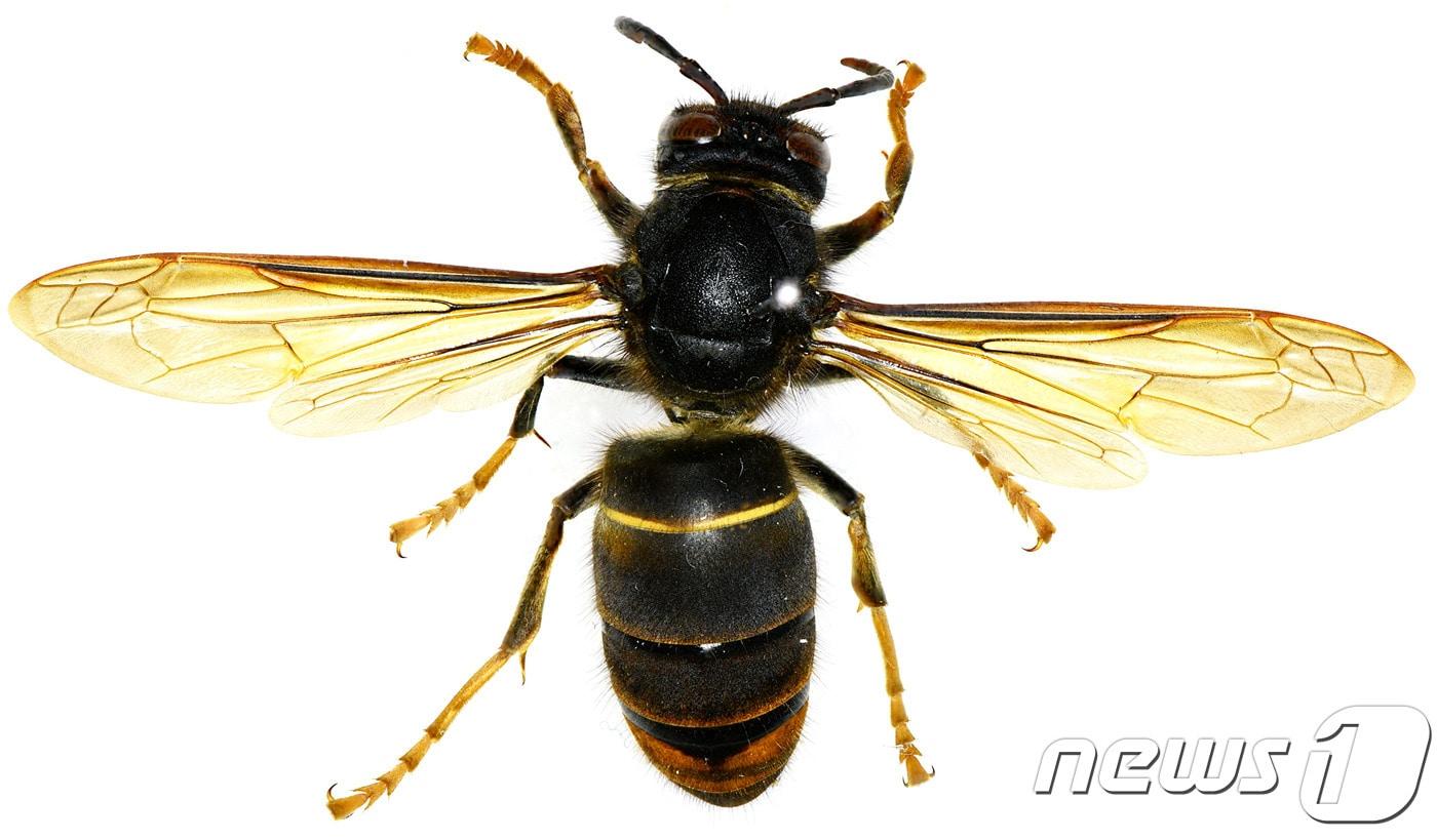 꿀벌 킬러로 알려진 생태계교란생물 '등검은말벌' ⓒ 뉴스1