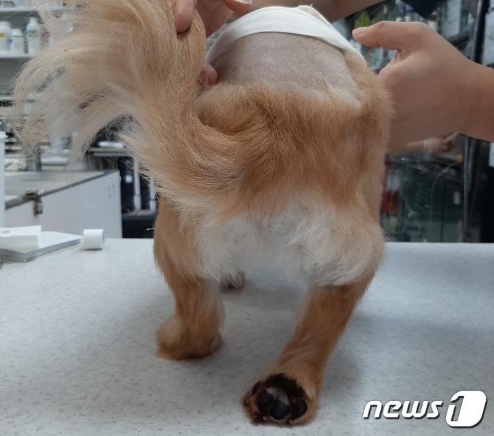 본문 이미지 - 허리디스크 수술 받은 강아지. 사진 청담우리동물병원 제공 ⓒ 뉴스1