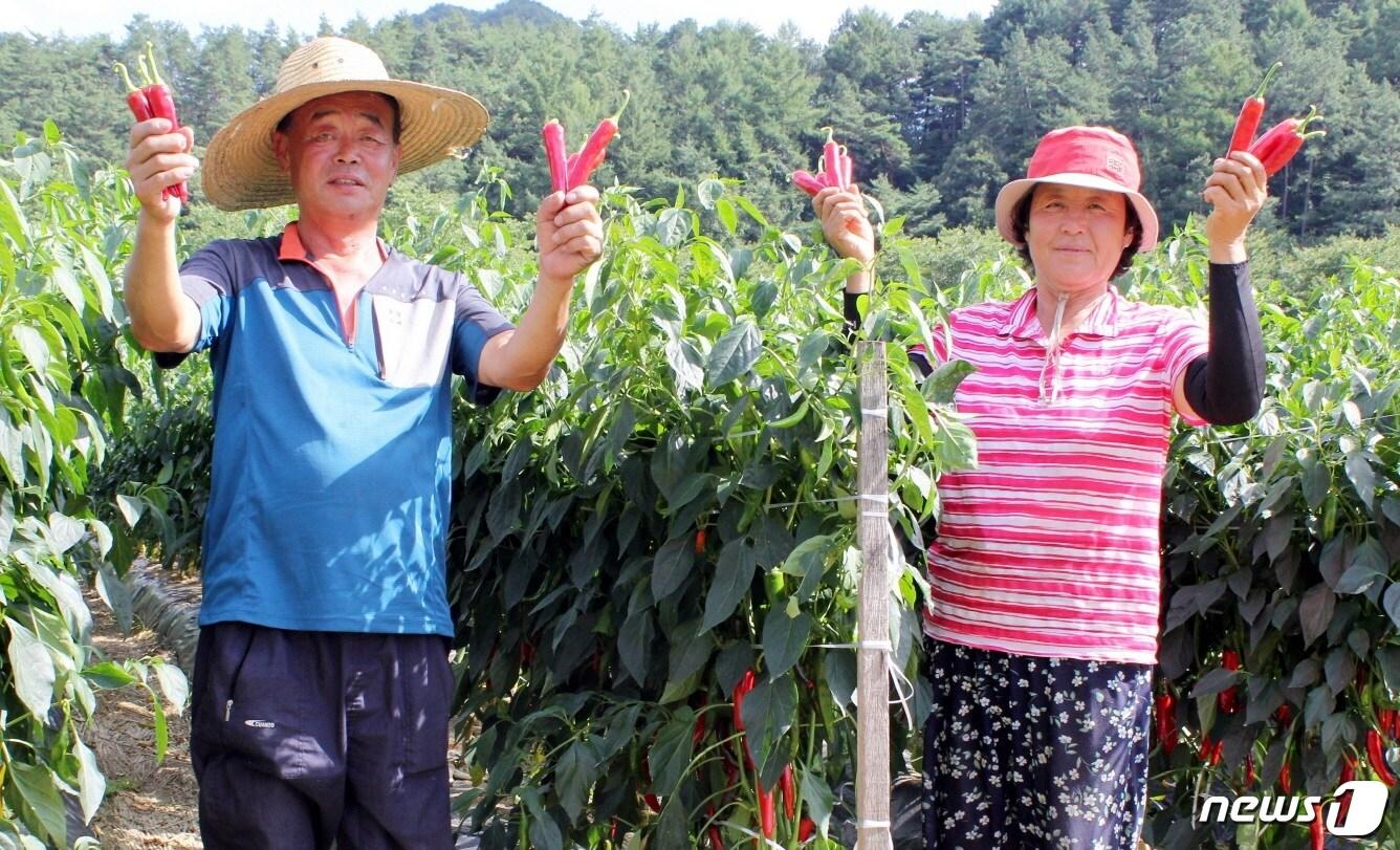 본문 이미지 - 괴산청결고추품평회 대상을 받은 청천면 김호선씨 부부.(괴산군청 제공)ⓒ 뉴스1