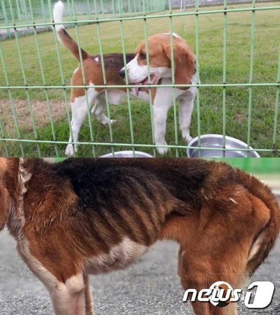 본문 이미지 - 사역견 메이의 동물실험 전후 모습, 비글구조네트워크 제공 ⓒ 뉴스1