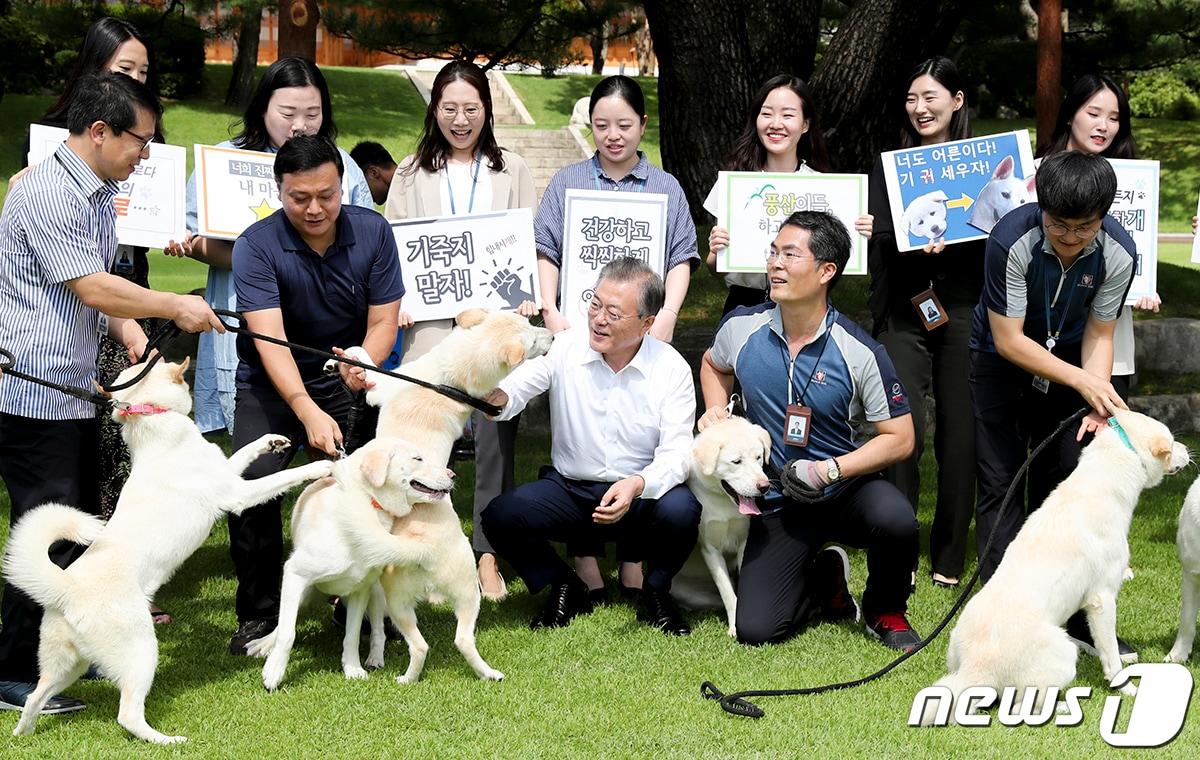 본문 이미지 - 문재인 대통령이 30일 청와대에서 풍산개 곰이가 낳은 강아지들과 마지막 청와대 산책을 하고 있다. 청와대는 '2018 남북정상회담 평양' 당시 북측에서 선물로 보내온 곰이가 낳은 강아지 산, 들, 해, 강, 달, 별이가 이날 마지막 청와대 산책을 마친 후 서울, 인천, 대전, 광주 4개 지방자치단체로 이사를 간다고 밝혔다. (청와대 제공) 2019.8.30/뉴스1