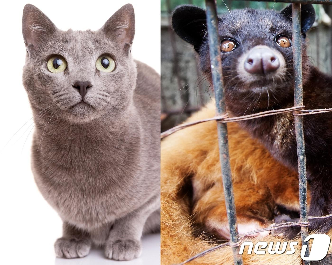 본문 이미지 - 일반 고양이와 사향고양이(오른쪽). 사진제공=이미지투데이(왼쪽), 어웨어 ⓒ 뉴스1