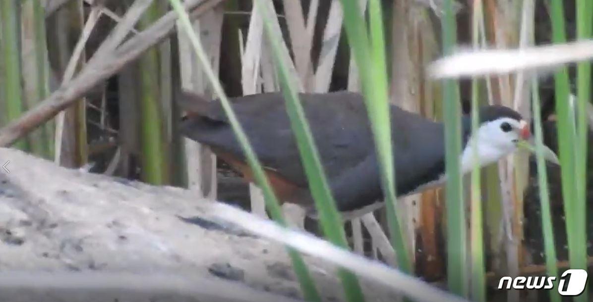 본문 이미지 - 한강 여의도샛강생태공원에서 발견된 희귀조류 '흰배뜸부기'.(서울시 제공) ⓒ 뉴스1