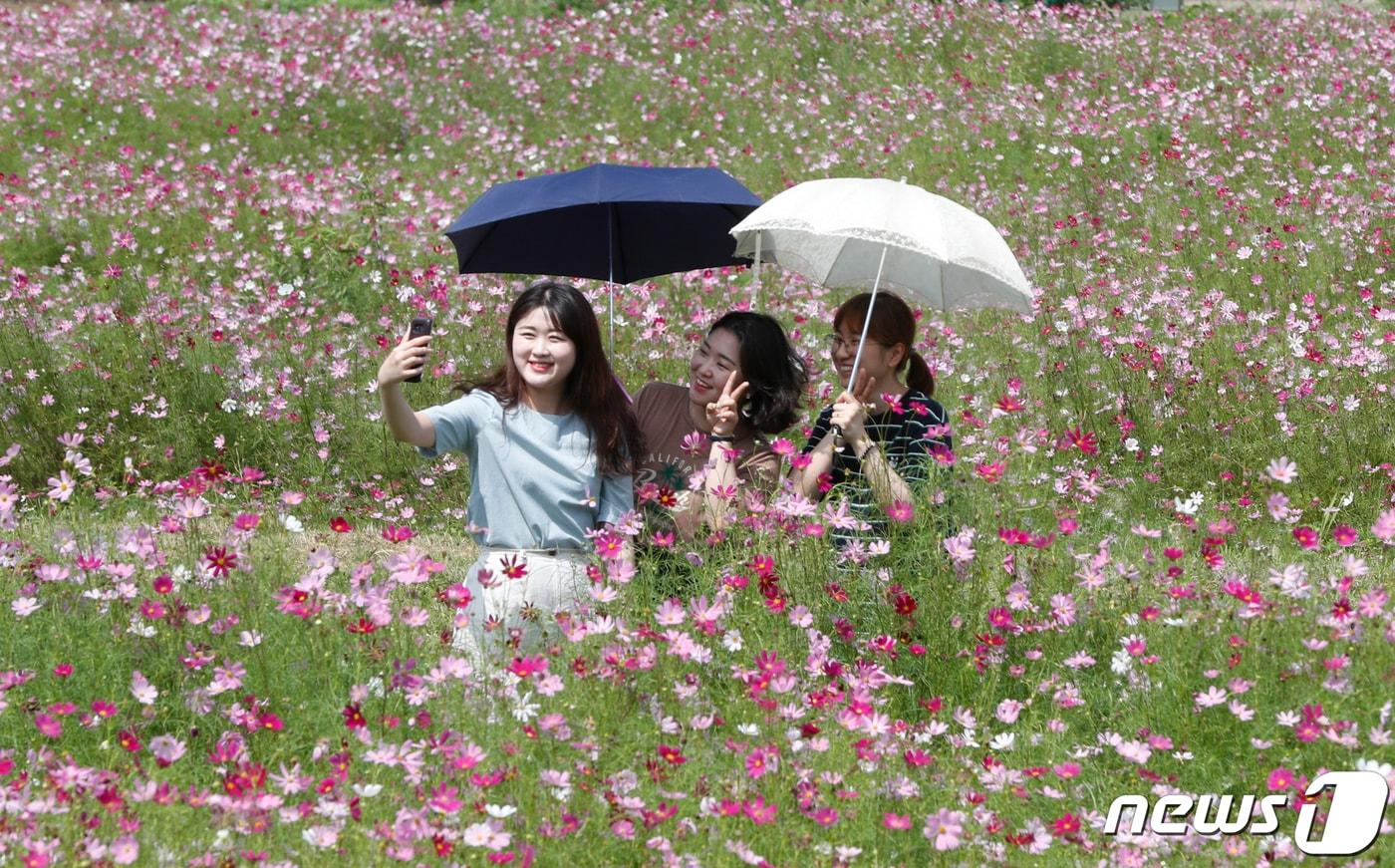 본문 이미지 - 14일 대전·충남은 낮 최고기온 33도 안팎의 더위가 이어질 것으로 예보됐다. 대전 동구 세천동 일원에 조성된 코스모스 꽃밭을 찾은 시민들이 활짝 핀 코스모스를 배경으로 사진 찍고 있다.  ⓒ 뉴스1