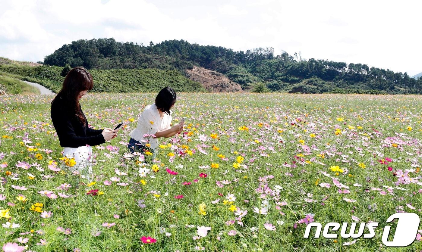 본문 이미지 - 괴산군 괴산읍 서부리 일원에 조성한 코스모스 동산.(괴산군청 제공)ⓒ 뉴스1