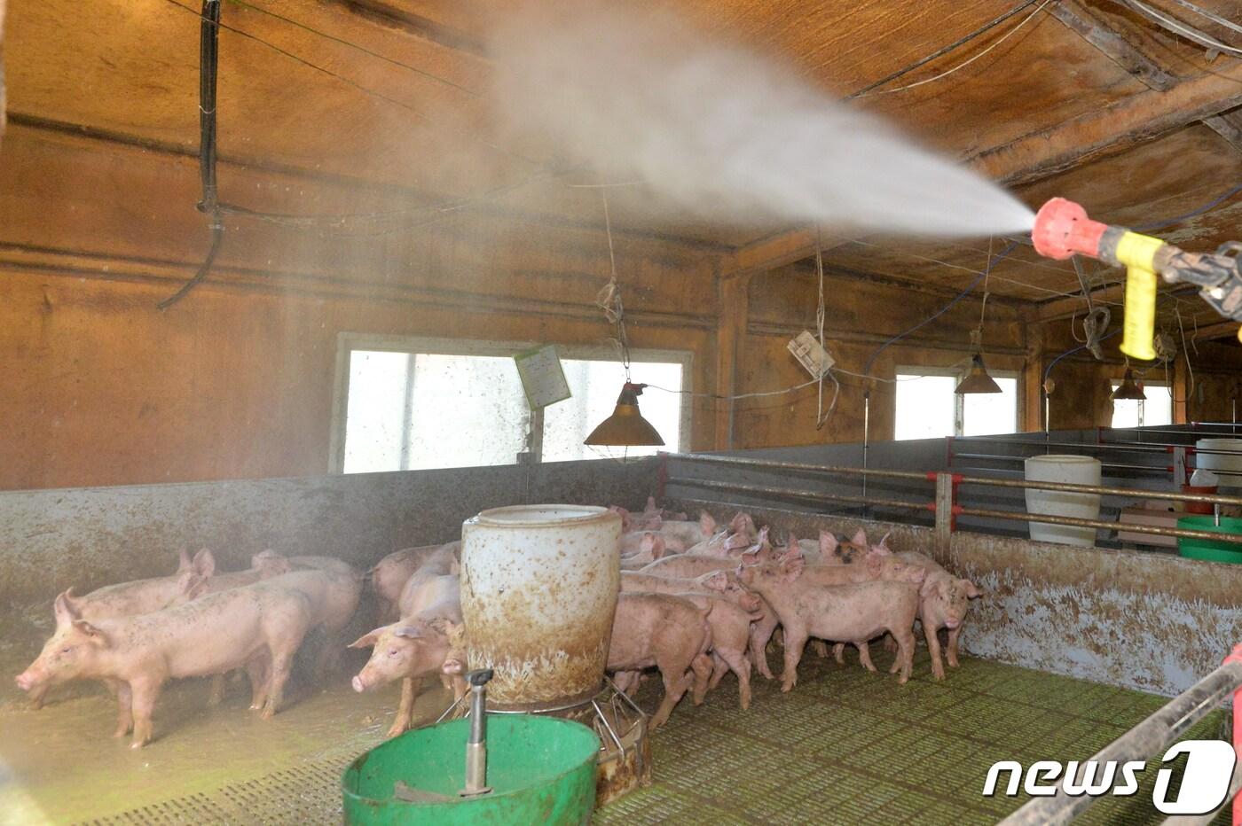 본문 이미지 - 17일 경북 포항시가 북구 기계면 지가리에 있는 돈사에서 소독 작업을 하고 있다. 2019.9.17/뉴스1 ⓒ News1 최창호 기자