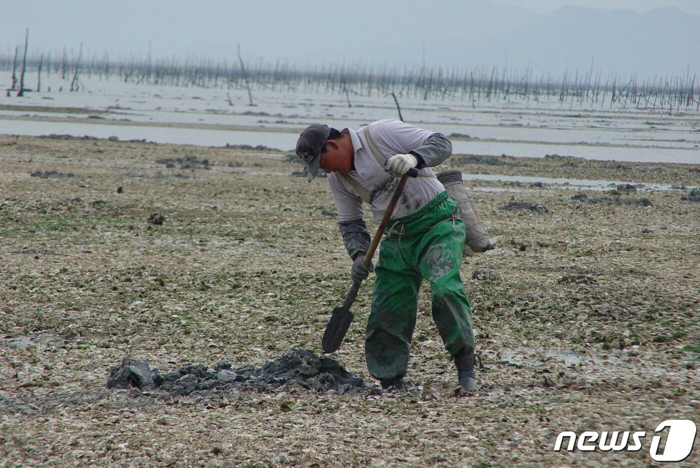  신안군 낙지잡이.(신안군 제공)/뉴스1