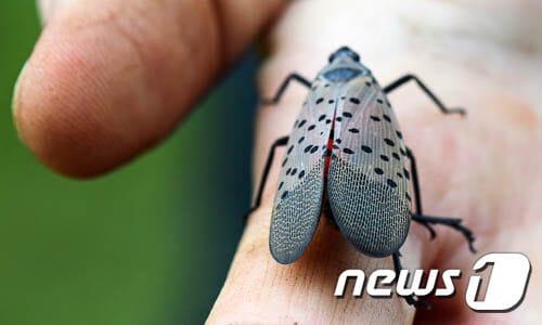 본문 이미지 - 일명 중국 매미로 불리는 꽃매미 ⓒ 뉴스1