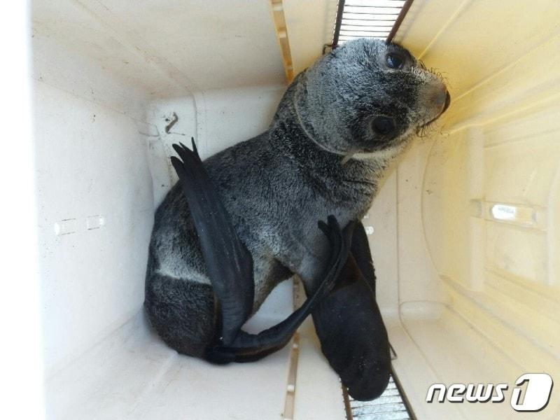 본문 이미지 - ​폐그물에 걸려 앞다리를 다친 북방물개의 모습. 사진 롯데월드아쿠아리움 제공 ⓒ 뉴스1