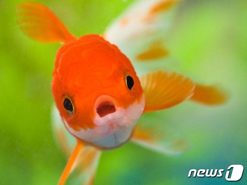 본문 이미지 - ⓒ 뉴스1