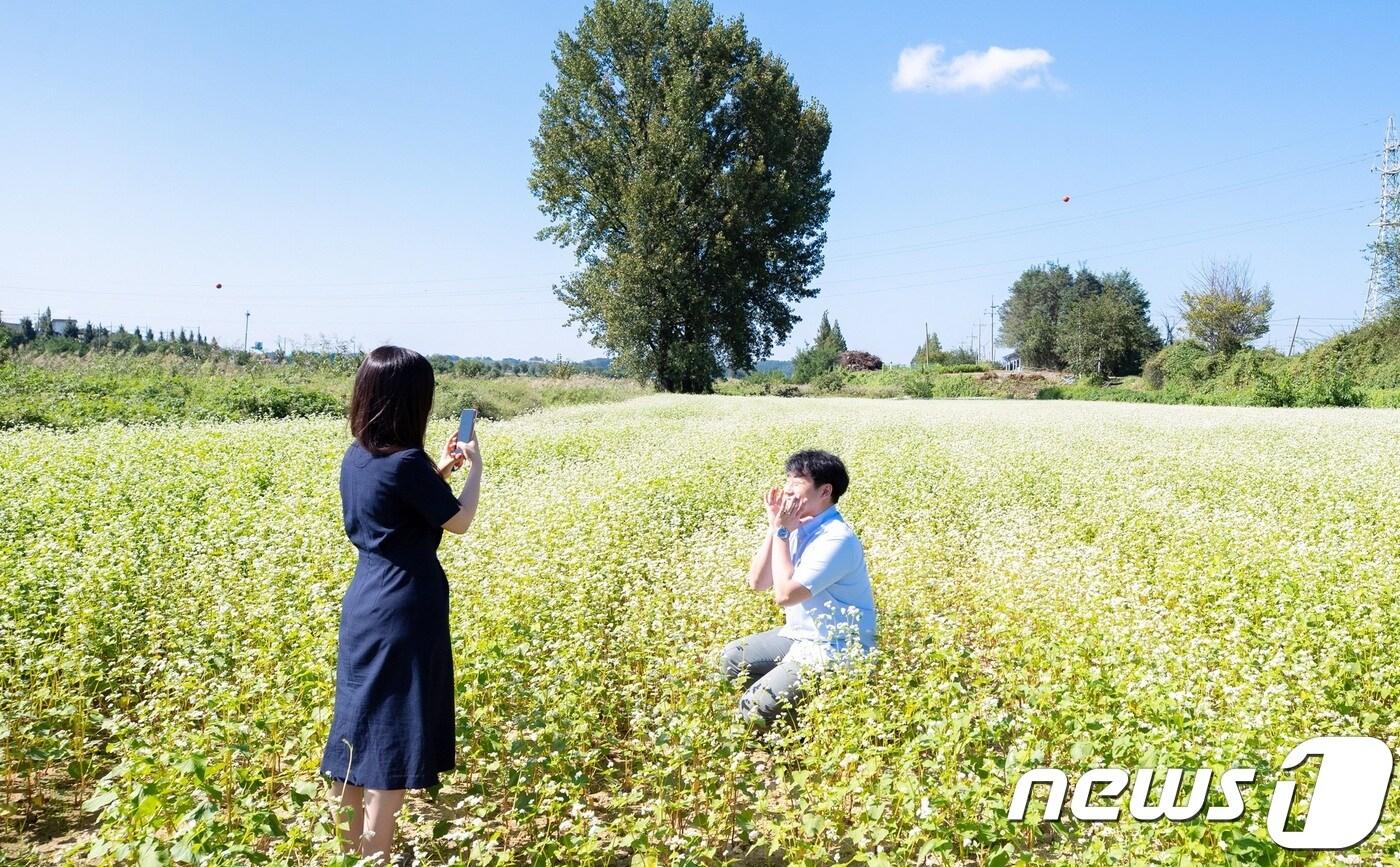 증평 반탄교 일원의 메밀꽃밭.(증평군청 제공)ⓒ 뉴스1