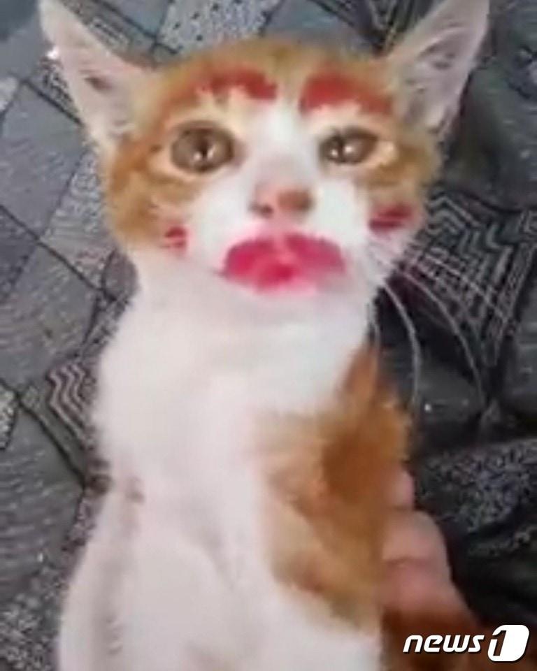 본문 이미지 - 동물단체가 고양이 학대가 의심되는 유튜버에 대한 제보를 받고 있다. ⓒ 뉴스1