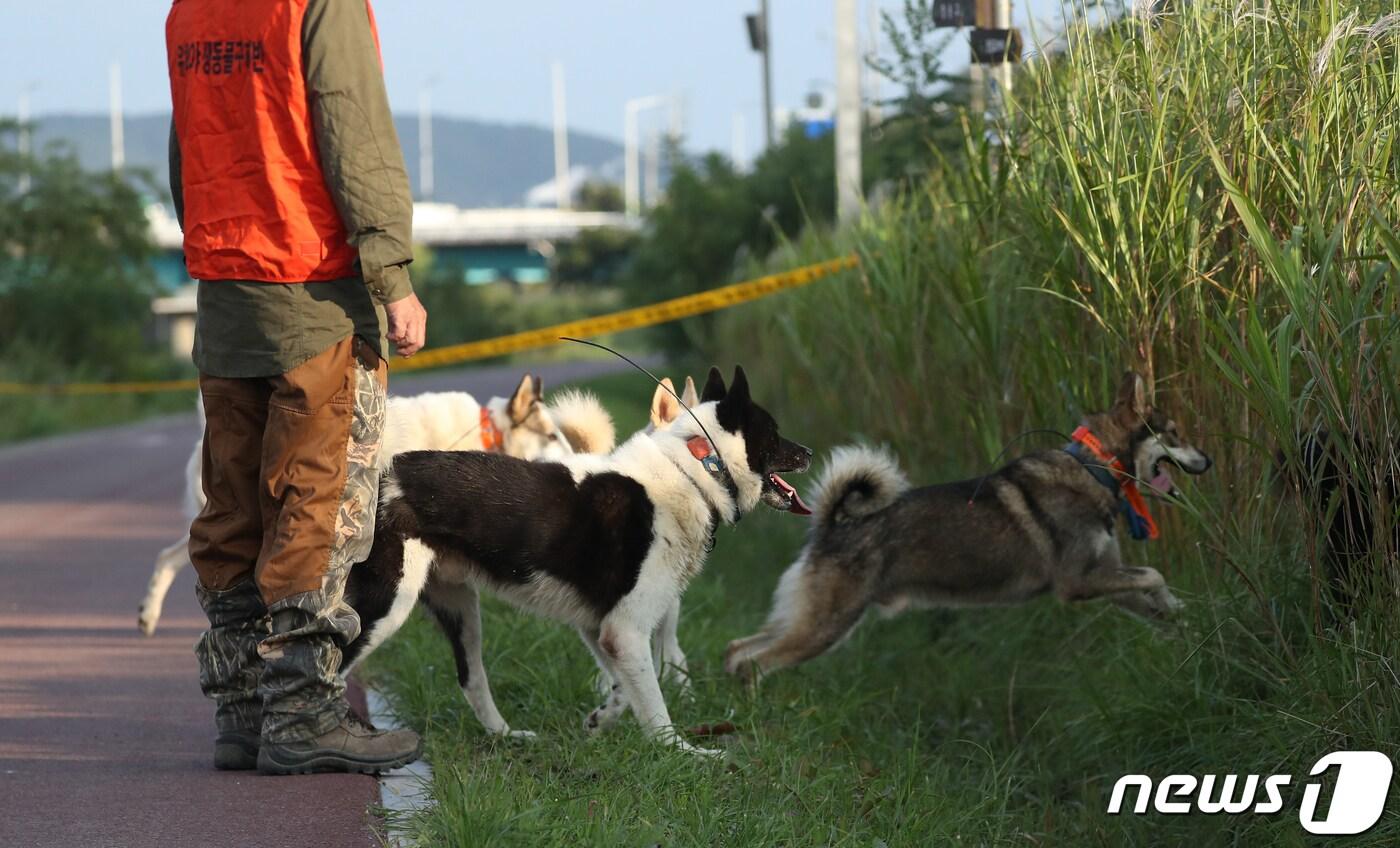 본문 이미지 - 멧돼지 출몰 신고가 접수된 시내를 포수와 사냥개들이 수색을 하고 있다. (자료사진) 2019.9.26/뉴스1