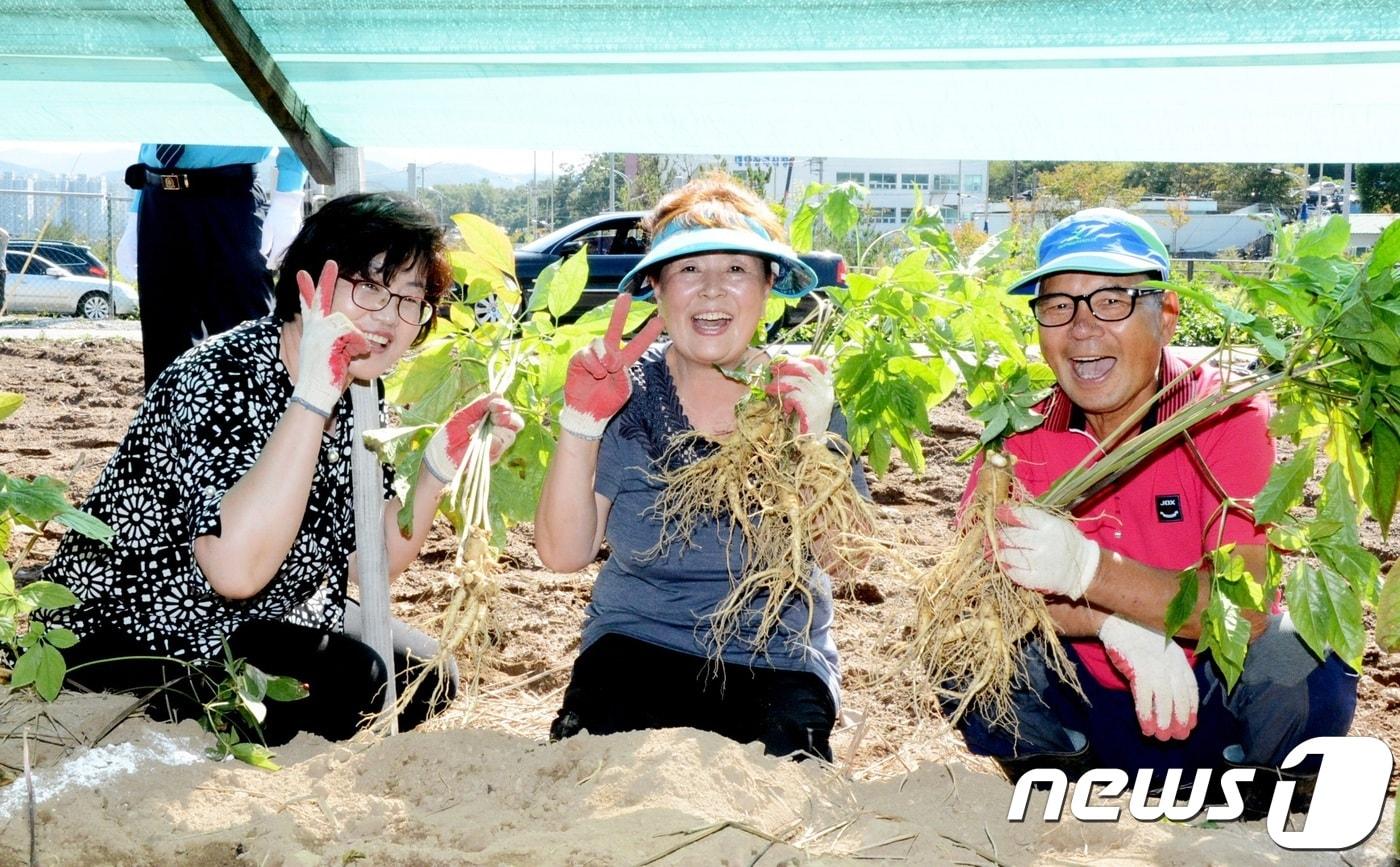 본문 이미지 - 지난해 열린 증평 인삼골축제 인삼캐기 체험행사.(증평군청 제공)ⓒ 뉴스1