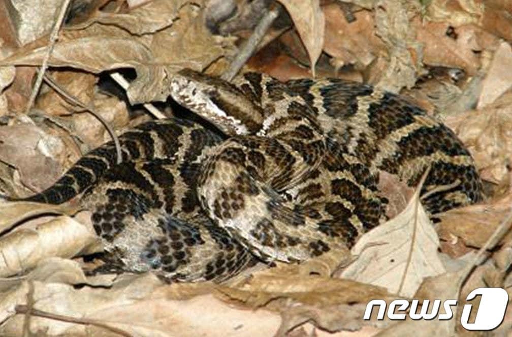 본문 이미지 - 강원 설악산국립공원의 까치살모사 자료사진 ⓒ News1