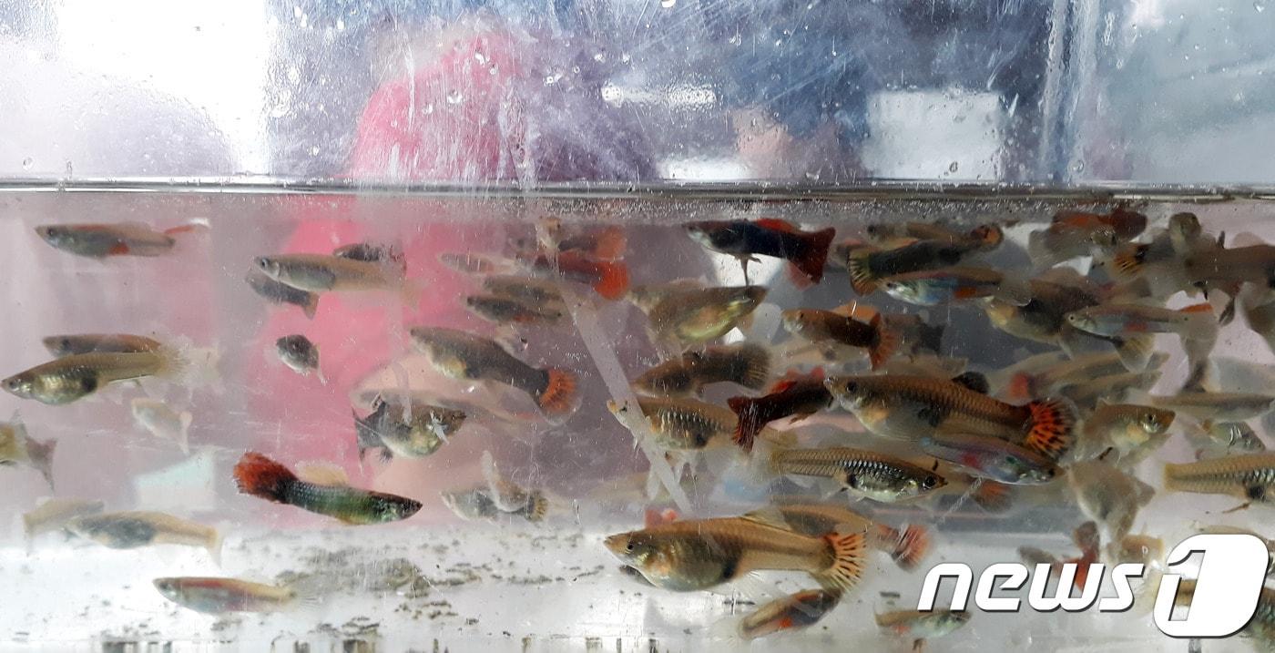 본문 이미지 - 30일 오전 울산 하천단체 회원들이 남구 여천천에서 채집한 열대어종 '구피'. 2019.9.30/뉴스1 ⓒ News1 조민주 기자