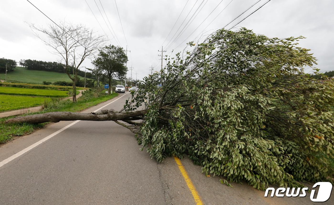 본문 이미지 - 충남 태안군 근흥면 한 도로에 나무가 강풍에 쓰러져 있다. (기사와 관계없음) / 뉴스1 ⓒ News1 주기철 기자
