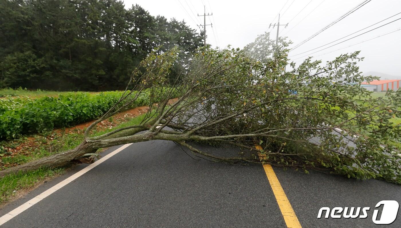 10일 대전·충남은 오후까지 서해안과 내륙에 강한 바람이 불 것으로 예보됐다. 충남 태안군 근흥면 한 도로에 나무가 강풍에 쓰러져 있다. (자료사진) /뉴스1 ⓒ News1 주기철 기자