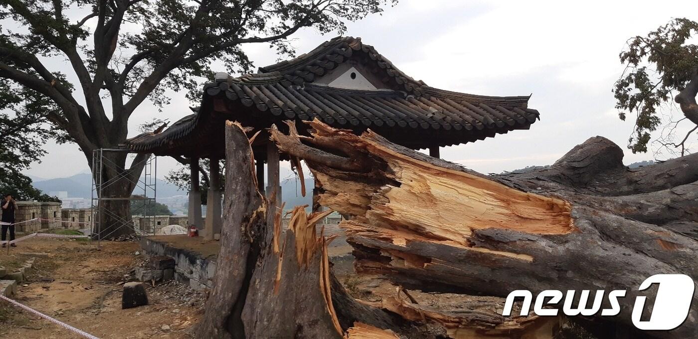 본문 이미지 - 강풍을 몰고 온 '링링'으로 완전히 부러진 강화 연미정 느티나무.(인천녹색연합 제공)ⓒ 뉴스1