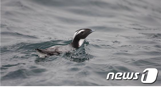 본문 이미지 - 뿔쇠오리(해양수산부 제공)ⓒ 뉴스1