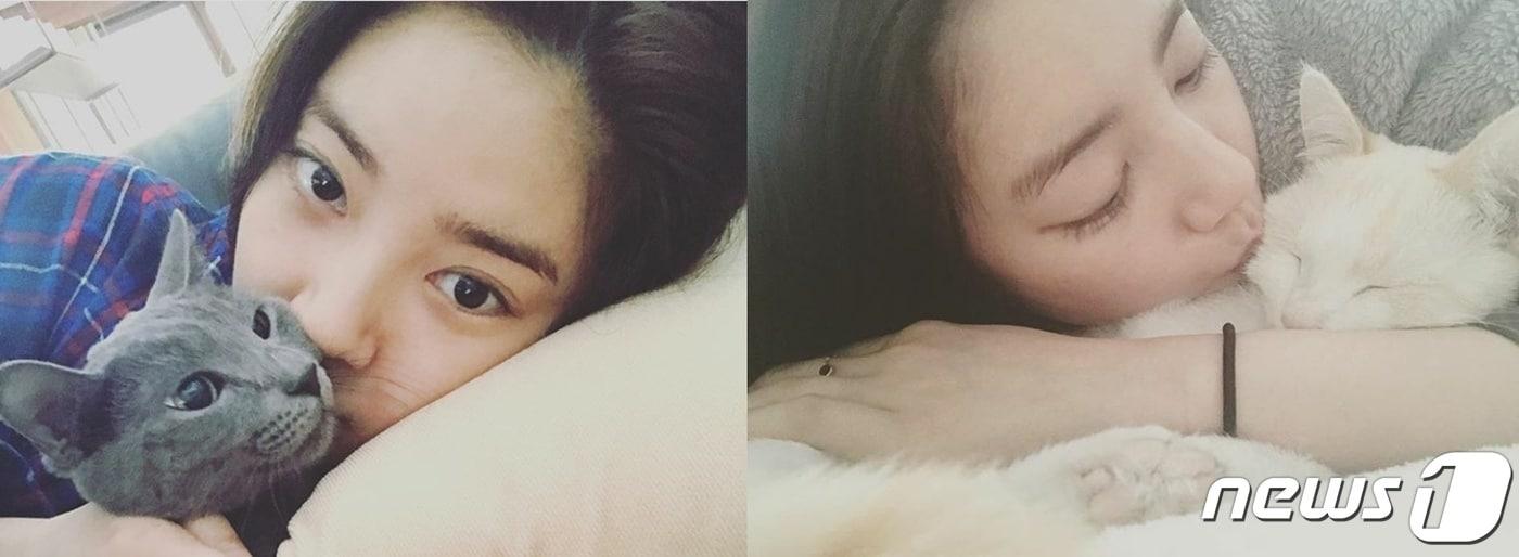 본문 이미지 - 왼쪽부터 러시안 블루와 먼치킨 고양이. 사진 손담비 인스타그램 ⓒ 뉴스1