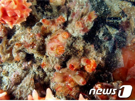 본문 이미지 - 부산항 항만 내벽에 자리하고 있는 분홍멍게&#40;해양수산부 제공&#41;ⓒ 뉴스1