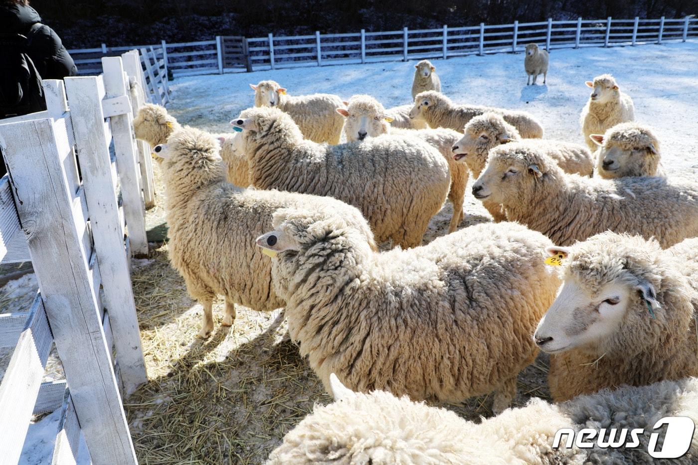 22일 강원도 평창군 대관령면에 자리한 하늘목장의 양들이 건초를 얻어 먹으려고 모여들고 있다.2020.1.22/뉴스1 ⓒ News1 권혜민 기자