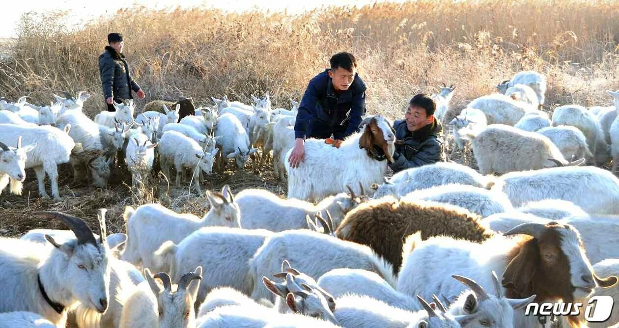 본문 이미지 - (평양 노동신문=뉴스1) = 북한 노동당 기관지 노동신문은 28일 당의 축산정책에 따라 염소 사육에 나선 안주절연물공장 사진을 공개하고 "풀먹는 집집승 기르기"를 독려했다. [국내에서만 사용가능. 재배포 금지. DB 금지. For Use Only in the Republic of Korea. Redistribution Prohibited] rodongphoto@news1.kr