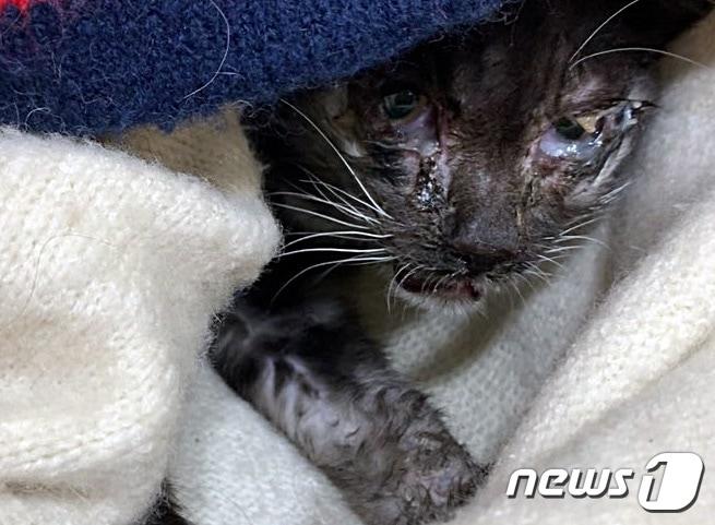 본문 이미지 - 새끼고양이 탄이. 사진 심콩캣 인스타그램 ⓒ 뉴스1