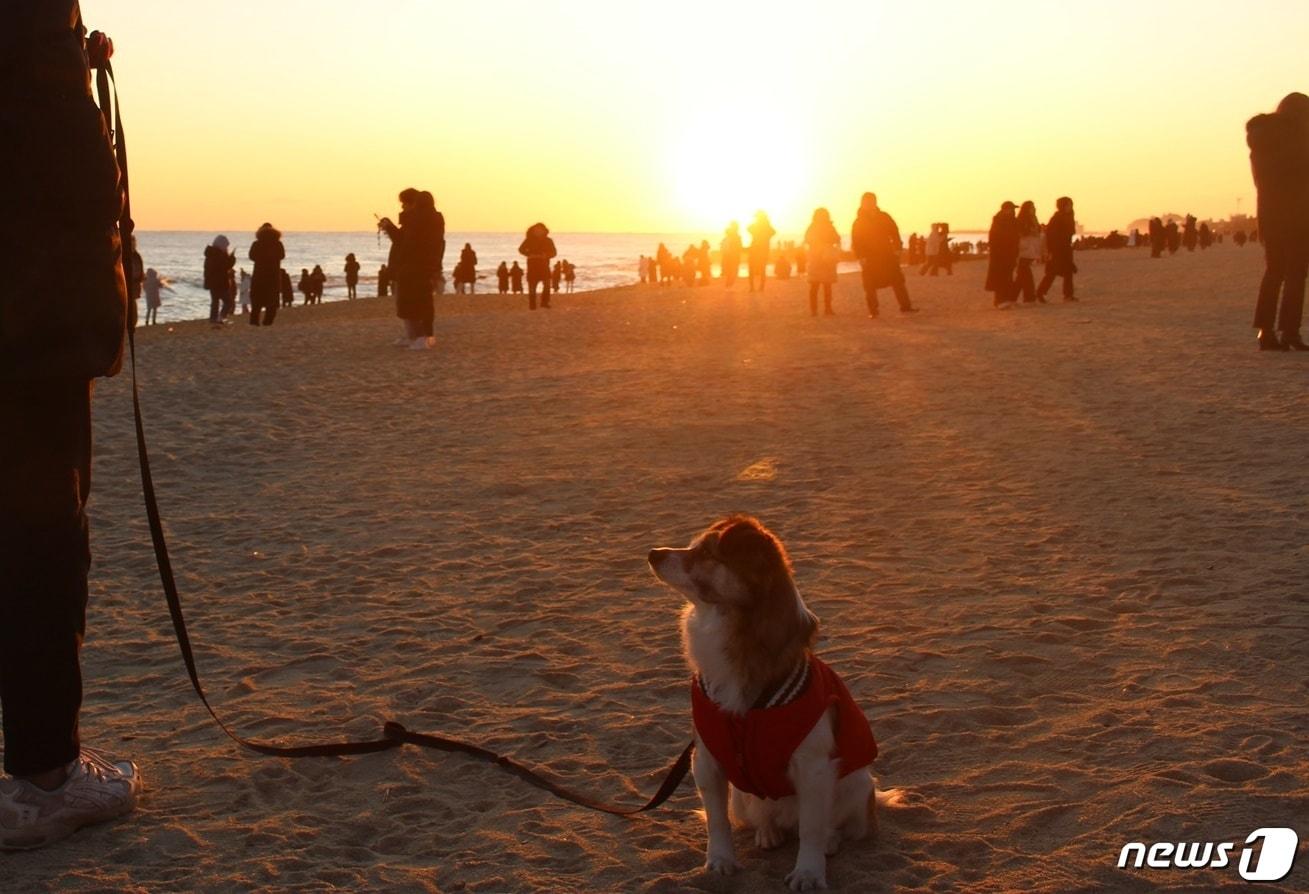 본문 이미지 - 사진 펫츠고 제공 ⓒ 뉴스1