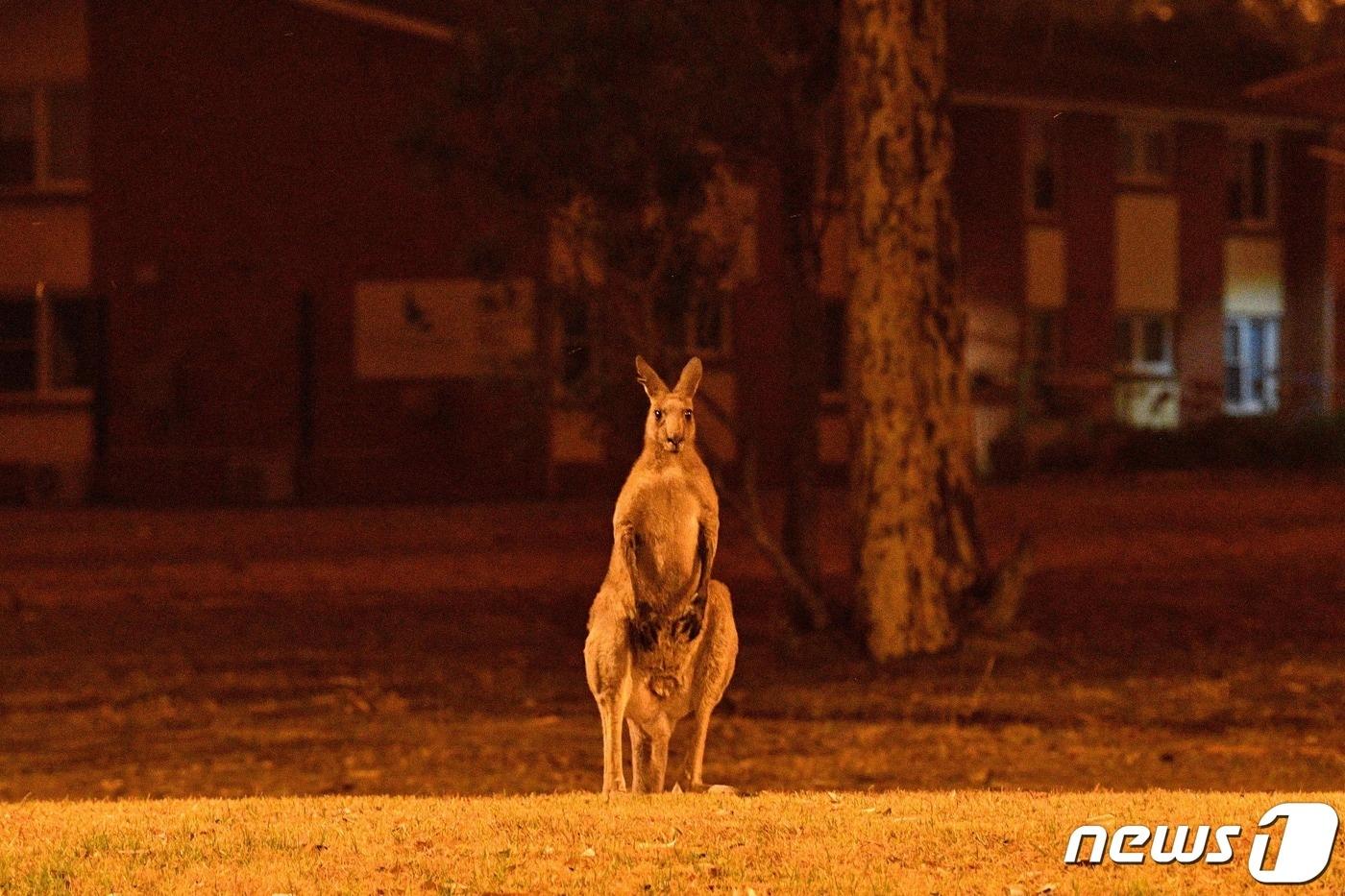 본문 이미지 - 호주 산불 ⓒ AFP=뉴스1