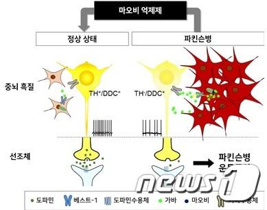 본문 이미지 - 별세포의 가바 과다 생성으로 인한 파킨슨병 발병 기전(IBS 제공)ⓒ 뉴스1