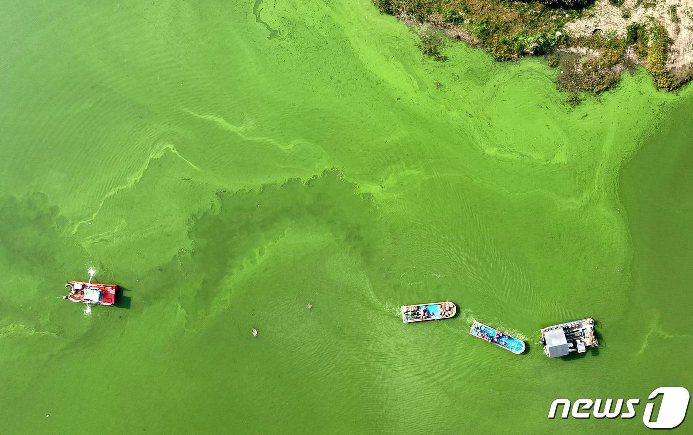 충북 옥천군 군북면 대청호 일대 녹조. / 뉴스1