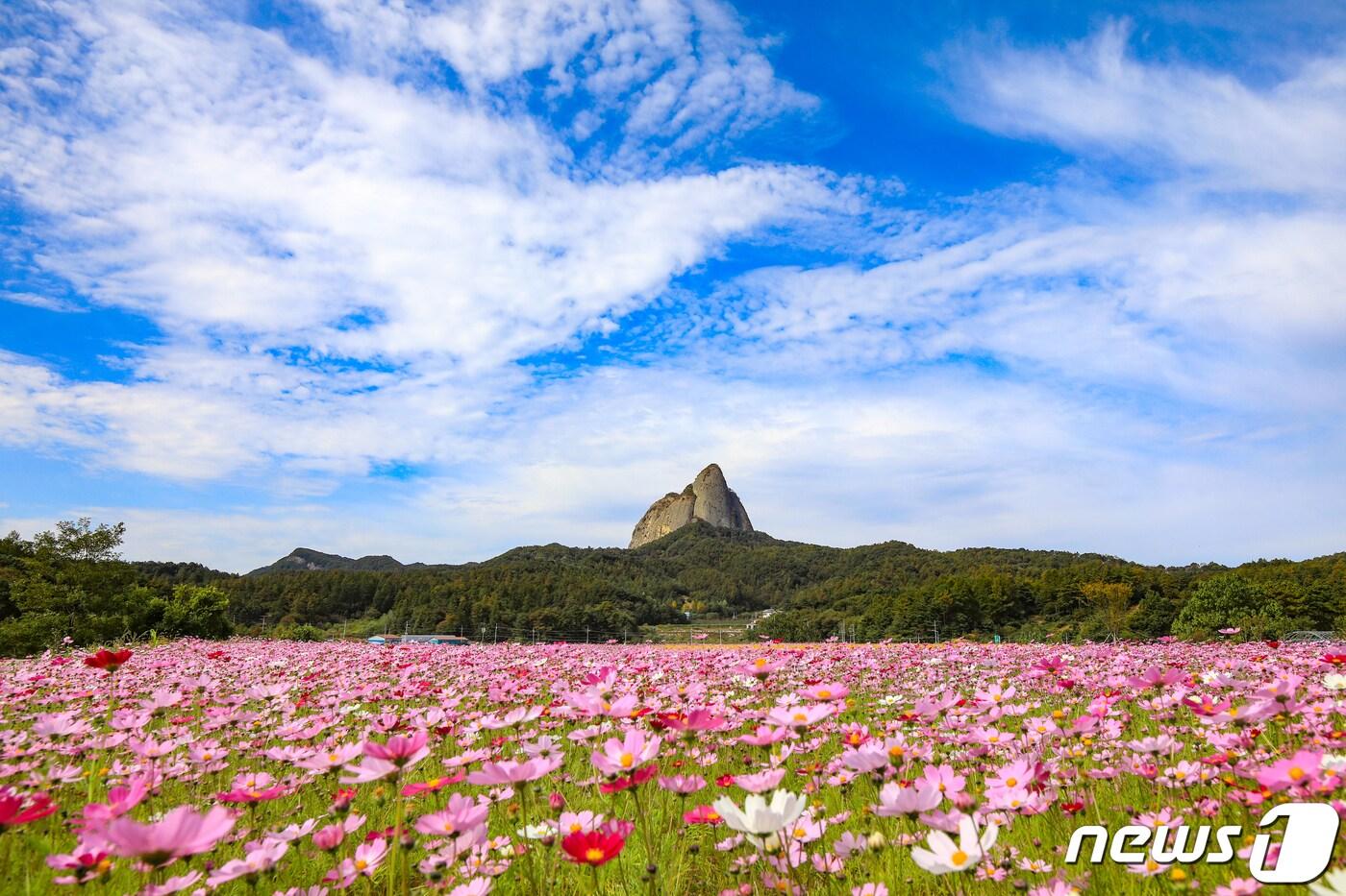 본문 이미지 - 15일 전북 진안군 농업기술센터 과학영농 실증시험포에 식재한 코스모스가 만개해 가을의 정취를 느끼게 해주고 있다. 센터에서 운영하는 과학영농 실증시험포는 면적 5만9000㎡에 달한다.(진안군제공)2020.10.15/뉴스1 ⓒ News1 김동규 기자