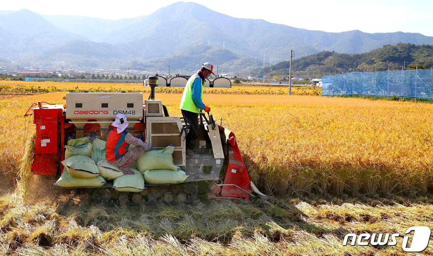 본문 이미지 - 경북 예천군은 12일 지난해 매입량의 약 91%인 올해산 공공비축미 5867톤을 매입한다.   (경북도 제공. 재판매 및 DB 금지)/뉴스1