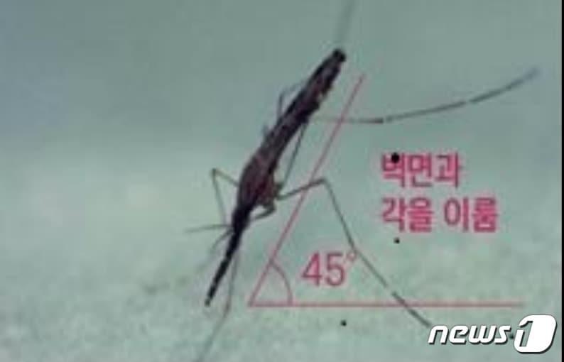 본문 이미지 - 강원도에서 채집된 말라리아 매개모기인 ‘얼룩날개모기류’(강원도보건환경연구원 제공). /뉴스1 ⓒNews1