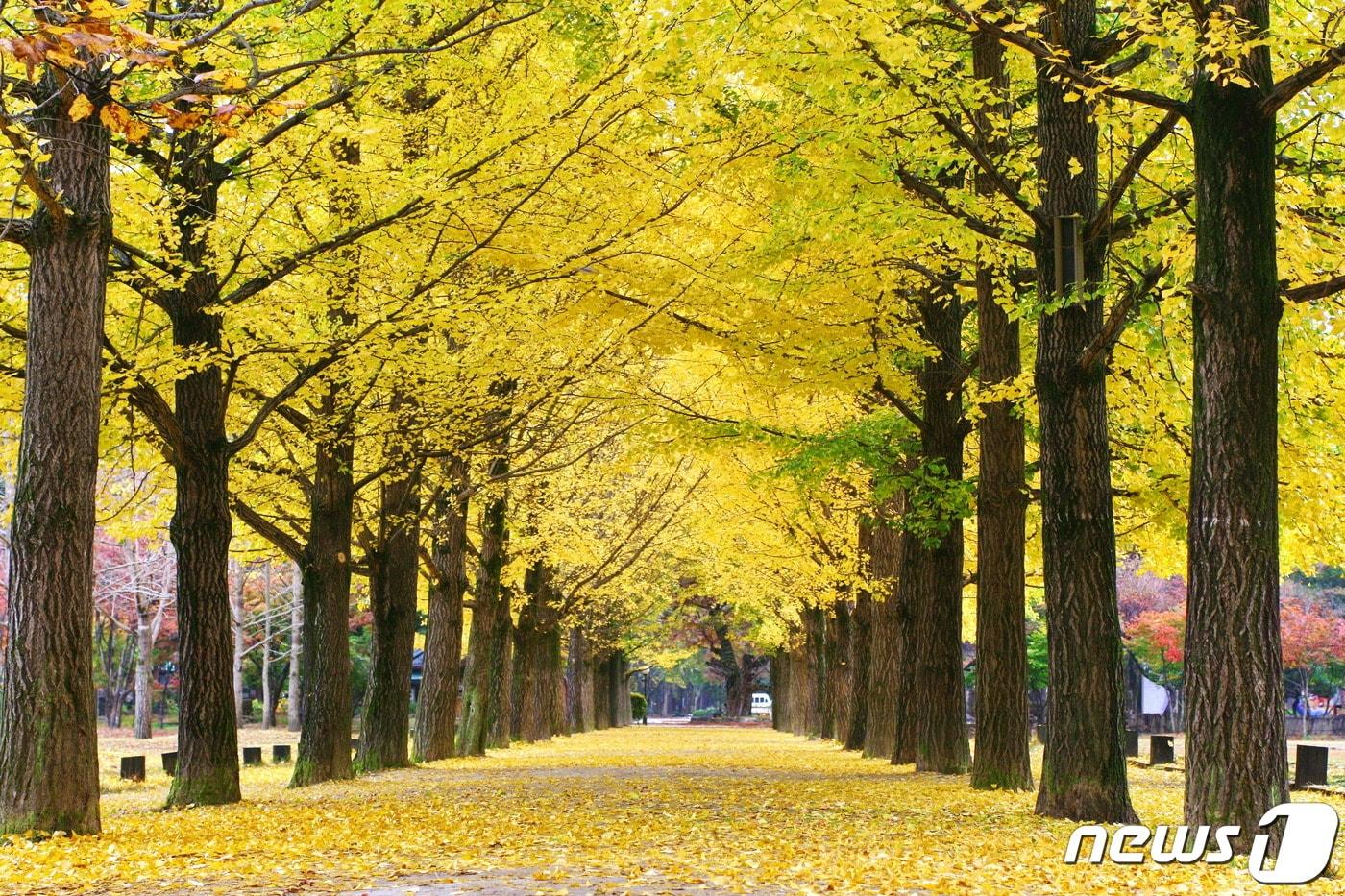 본문 이미지 - 남이섬 은행나무길 ⓒ 뉴스1
