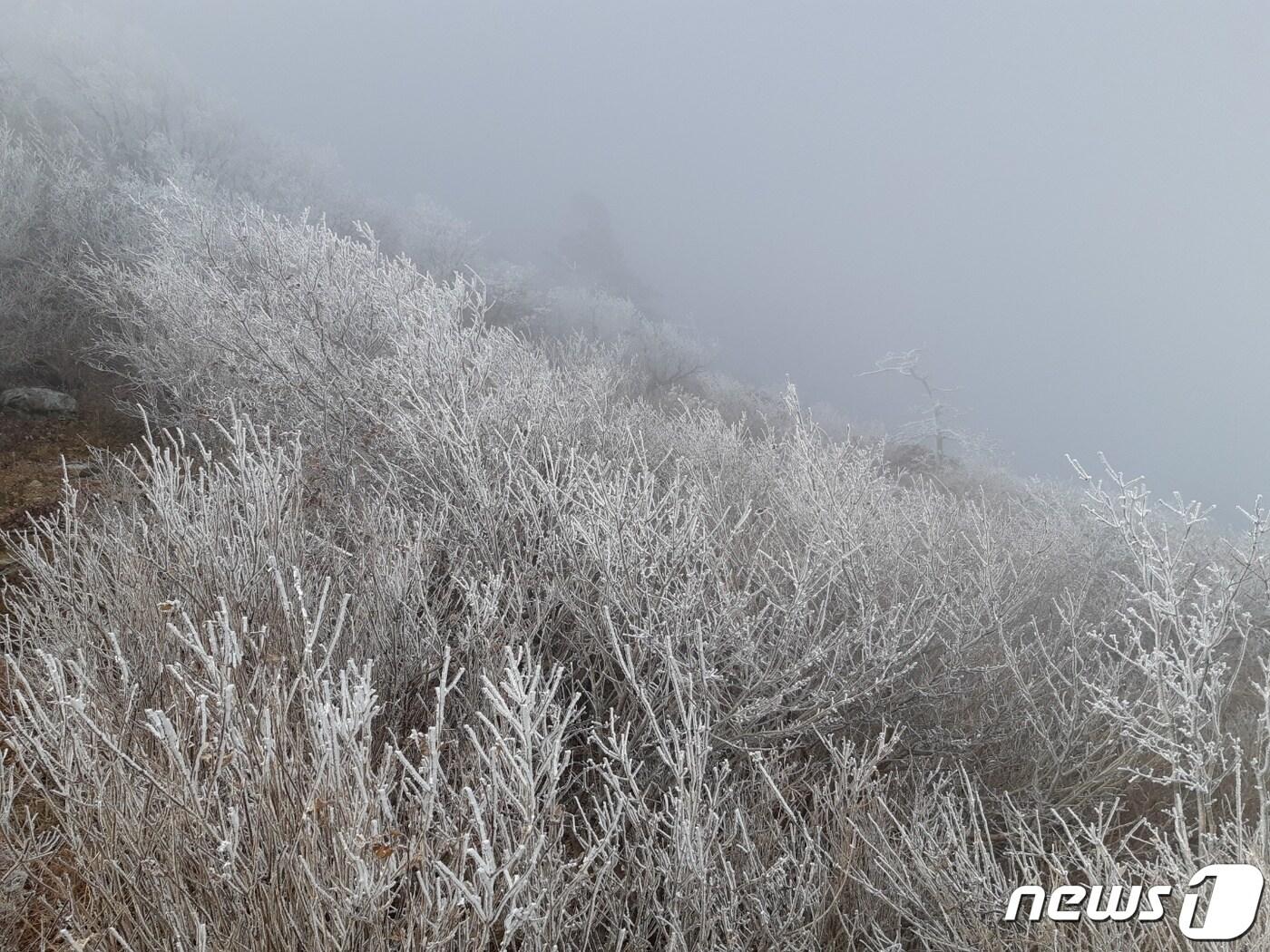 본문 이미지 - 23일 경남 산청군 지리산국립공원 세석대피소(해발 1678ｍ) 일대에 펼쳐진 상고대가 장관을 연출하고 있다. 상고대는 영하권 기온에서 대기 중 수증기가 나무, 풀에 얼어붙어 눈꽃처럼 핀 현상을 말한다(지리산국립공원경남사무소 제공) 2020.10.23/뉴스1 ⓒ News1 여주연 기자