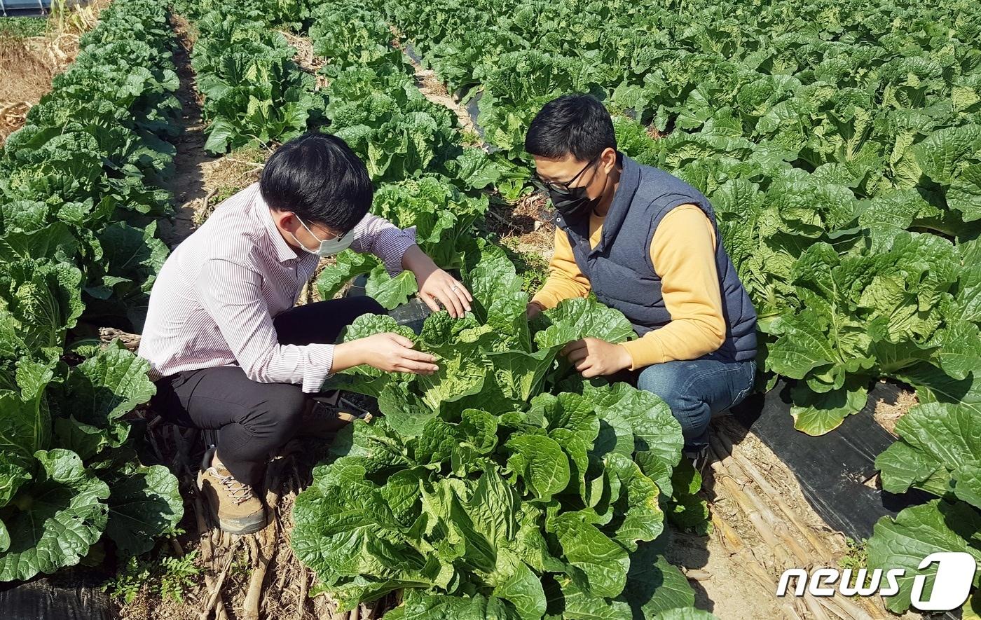 본문 이미지 - 괴산군 농업기술센터 직원들이 배추 생육 상태를 살피고 있다.(괴산군 제공)ⓒ 뉴스1