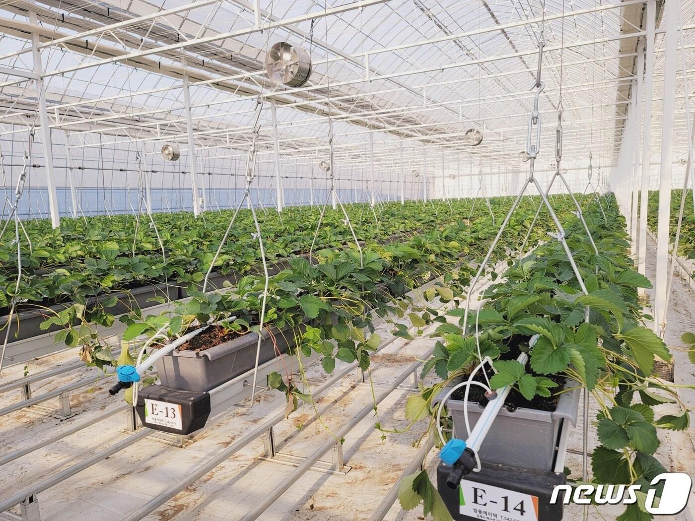 본문 이미지 - 전북 군산시가 대야면 보덕리 일원에 청년농업인 경영실습 스마트팜을 조성하고 본격적인 영농에 들어간다. /ⓒ 뉴스1