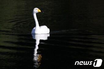 본문 이미지 - 26일 오전 천연기념물 201-2호인 큰고니 한 마리가 울산 울주군 굴화리 인근 태화강에서 여유롭게 노닐고 있다. 2020.10.26/뉴스1 ⓒ News1 윤일지 기자
