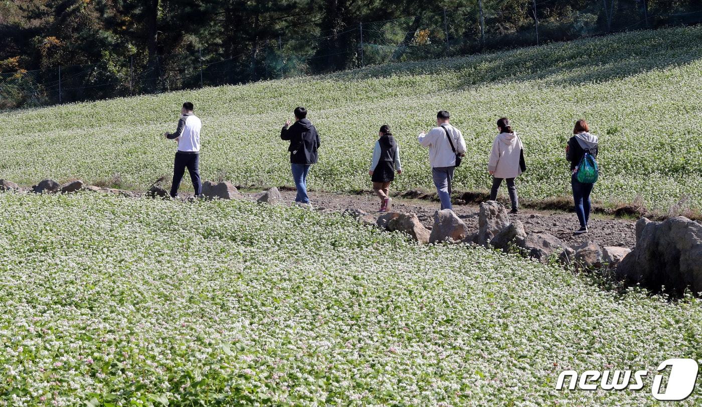 제주도농업기술원 동부기술센터는 국내산 메밀 조기 확산을 위해 종자 생산단지를 조성한다고 20일 밝혔다. 제주시 오라동 메밀밭에서 관광객들이 메밀꽃밭을 걸으며 가을 정취를 즐기고 있다. ⓒ News1 DB