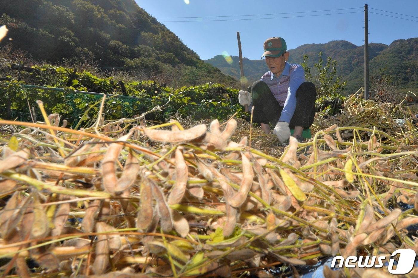 26일 오후 경북 경주시 천북면 밭에서 농민이 수확한 콩을 털고 있다. 2020.10.26/뉴스1 ⓒ News1 최창호 기자