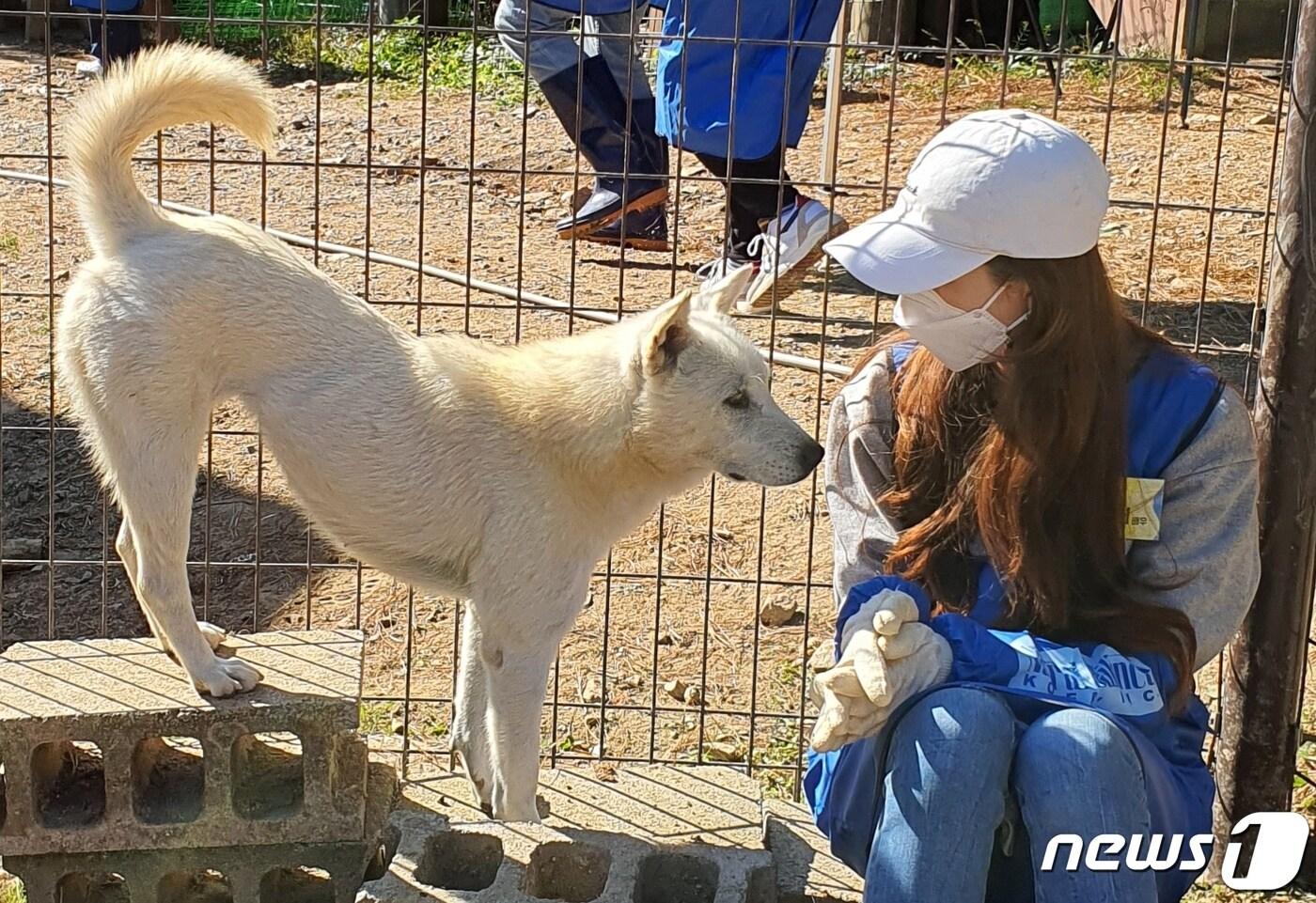 내추럴발란스는 25일 경기도 한 사설보호소에서 연예인, 수의사, 반려동물 업체 등으로 구성된 블루엔젤봉사단 봉사활동을 진행했다. 사진 블루엔젤봉사단 제공 ⓒ 뉴스1