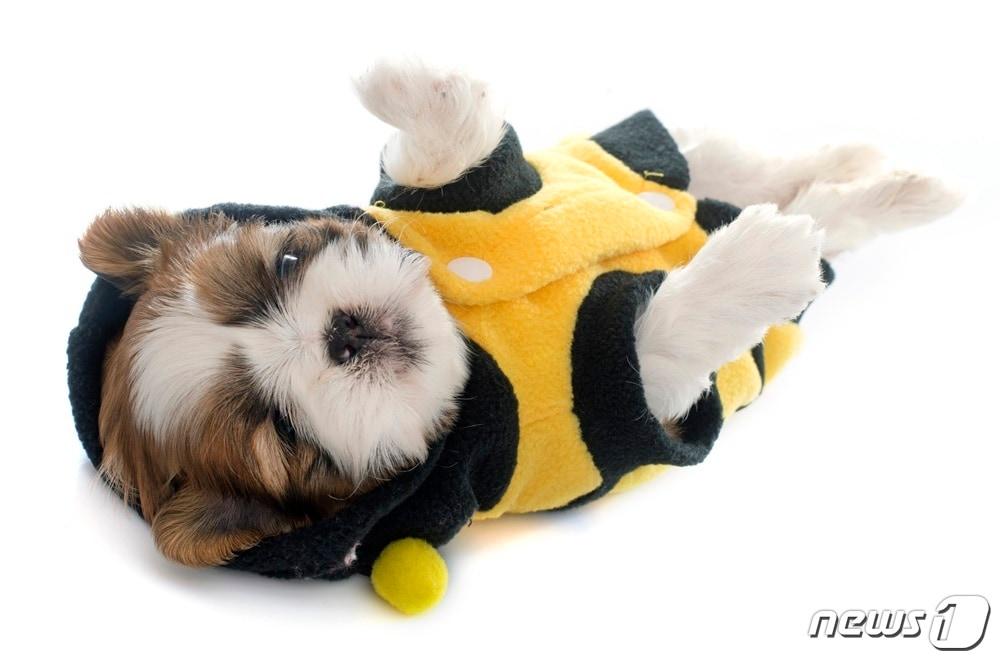 본문 이미지 - 옷 입은 강아지. 사진 이미지투데이 ⓒ 뉴스1